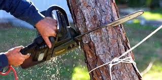 Best Arborist Consultation Services  in Dillon, CO