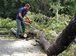 Best Tree Removal  in Dillon, CO