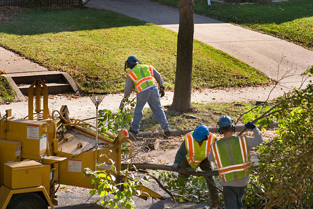 Best Storm Damage Tree Cleanup  in Dillon, CO