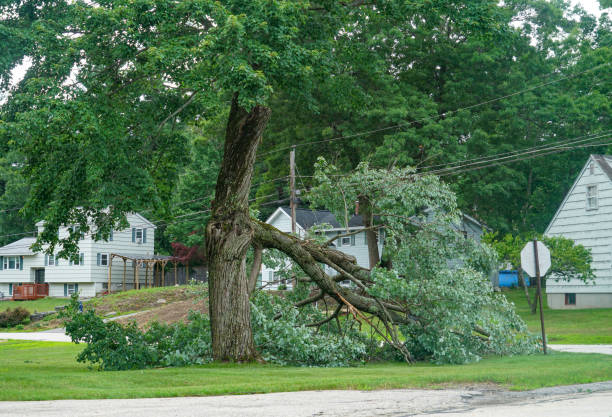 How Our Tree Care Process Works  in  Dillon, CO