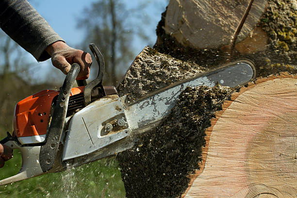 Best Tree and Shrub Care  in Dillon, CO